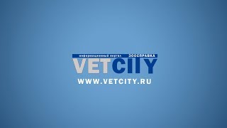 ветеринария VETCITY | ВЕТСИТИ приветствие