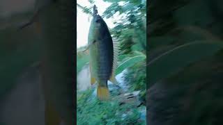 Mas Bre masih dalam keboncosan🤭🤭🤭#vidioshort #mancing #viralvideo