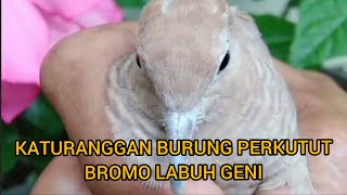 KATURANGGAN BURUNG PERKUTUTBROMO LABUH GENI