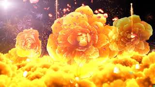 Beautiful golden peony flowers photography background flowers video background