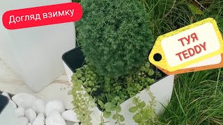 ТУЯ TEDDY ДОГЛЯД ВЗИМКУ Thuja teddy care in winter