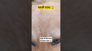 पहाडी DOG first टाइम देखा 😱🚴‍♂️| #shorts #ytshorts #kedarnath #mumbai #pahadi #dog