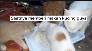 Saatnya memberi makan kucing guys. dengan lauk ikan selais bakar