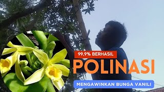 CARA MENGAWINKAN BUNGA PANILI // POLINASI VANILI