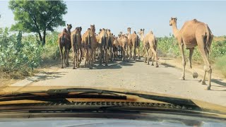 The camels blocked the path of my vehicle