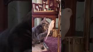 Adorable Love from Cat #shorts #shortsfeed #catvideos #catlover #funnyanimals #adorable #funny