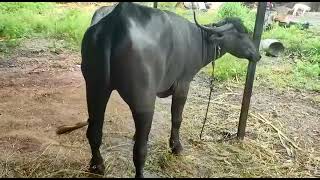 original pandharpuri Buffalo