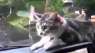 Determined Cat vs Windshield Wipers funny cat funny cats videos