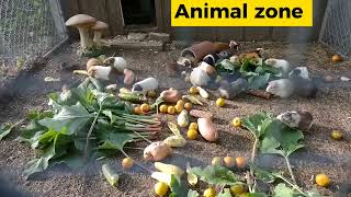 beautiful guinea pig eating fruits | guinea pig farming