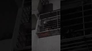 #cat#cats#catlover #shortvideo#youtubeshorts#cute#viral#tranding#animallover#catshorts#pushpa2#baby