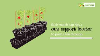 Benefits of Cane Support for your Quadgrow