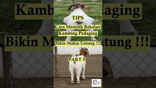 Part 5 Cara Memilih Bakalan Kambing Pedaging #kambingsuper #kambingkontes #kambingjumbo #anakkambing