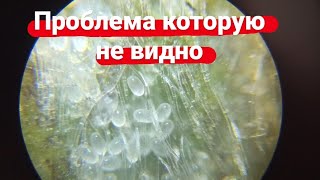 Земляничный клещ под микроскопом. Врага надо знать в лицо!