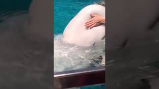 Is A Beluga Whale's Head Really That SQUISHY? 🤯