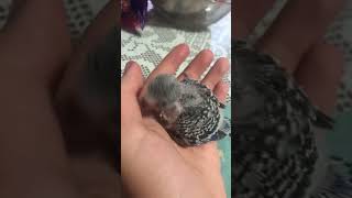 cute baby parrot