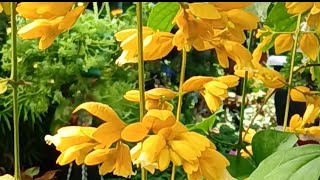 Beautiful flowering creeper || Golden cascade vine