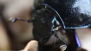 Dung beetle wobbling its antennae