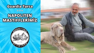 Napoliten Mastiflerimiz - Guardia Turca Çiftliği