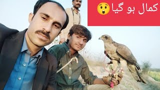 Aj Baaz Ke Sath Kia Titar ka shikar || Goshawk hunting vlog 1