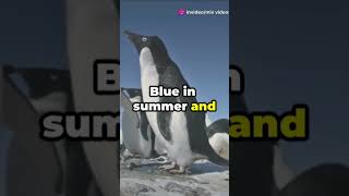 Adélie Penguin animal quality 5 amazing facts Please Subscribe now 👈