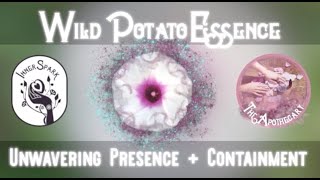 Experience Grounding + Containment With Wild Potato Flower Essence