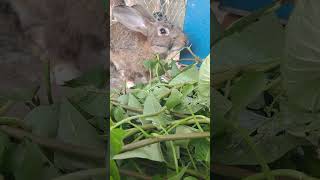 🐰🐰🐰🐰😋😋😋😋#rabbit #bunny #cute #animals #pets #rabbitworld #pet #cuterebbit #animal #rabbitt