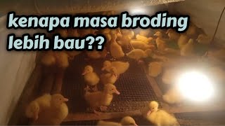 kenapa di masa broding lebih bau? || bebek pedaging