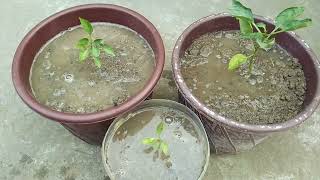 How to grow capsicum from seeds || बीज से शिमला मिर्च का पौधा कैसे उगाये || repoting shimla mirch ||