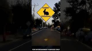 Rabbit Crossing #shorts #dashcam