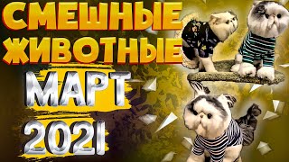 ПРИКОЛЫ 2021 МАРТ [ Смешные животные ] | Приколы с животными | Смешные коты | Час приколов | FA