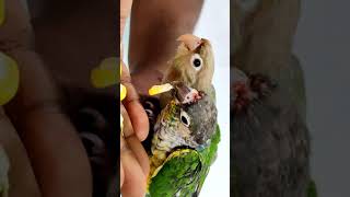 Conures eating Corn ll Pet bird lovers ll Chirpkart ll Fully Tamed birds