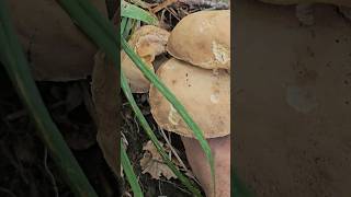 TRIPLETTA DI ESTATINI 🍄🍄🍄 #funghi #porcini #boletus #shorts