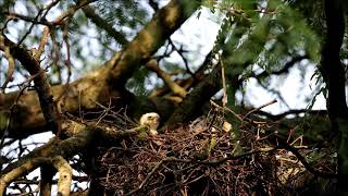 Coopers Hawks, Toronto, 06/20/21