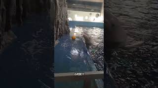 Watch This Beluga Go BALLISTIC!