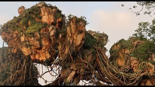 Disney's Animal Kingdom-Pandora:Rides, Food, Floating Mountains And Bioluminescence.