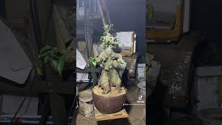 #bonsai #shortvideo #youtubeshorts #homstay #newyork #tphcm #caycanh #xuhuong #trending #bonsai