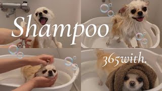 【癒しをお届け🐶🐶🤍】さんまとすだちのシャンプー動画を撮ってみました🛁🫧【shampoo】