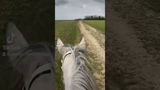 #cheval #chevalpassion #passion #nature #balade #video #paysages