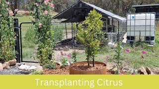 🍋🍊 Transplanting Citrus Trees - Saving mine from disaster!