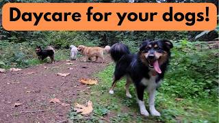 🐶🐕🐩🌲📽Daycare for your dog 🐶🐕🐩🌲📽  Video made just for dogs.  Engaging video to entertain your dogs!