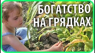 Огород 2019. Результаты августа | Чайники в Деревне