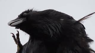 Black Crow in my Backyard (Full Video)