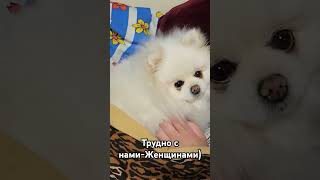 Трудно с нами))) #набережные_челны #животные #собака #передержка_собак