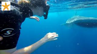 Whale Shark Adventure Tour