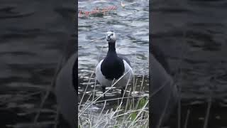 Canada goose in the river Doubs / Bernache du Canada dans le Doubs #wildlife #suisse #nature #goose