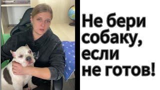 Не бери собаку до просмотра этого видео. Думаешь о покупке?-подумай ещё !)