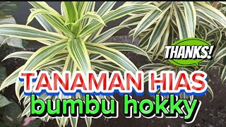 tanaman hias bumbu hokky dihalaman rumah