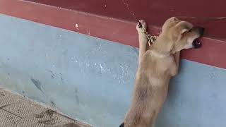 over active #puppy #cutepuppy video / #cuteness overloaded #viralvideo