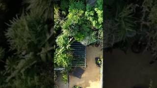 JUNGLE GARDEN DRONE FOOTAGE