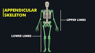 Appendicular skeleton Anatomy & Physiology: 3d animation